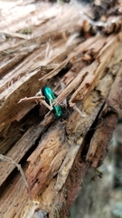 Temnoscheila virescens