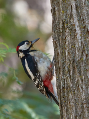 Dendrocopos major