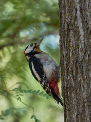 Dendrocopos major