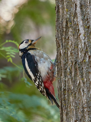 Dendrocopos major