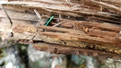 Temnoscheila virescens