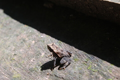 Incilius cavifrons