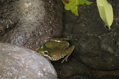 Smilisca cyanosticta