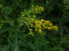Solidago uliginosa peracuta