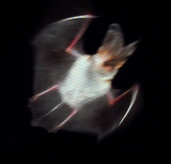 Plecotus macrobullaris