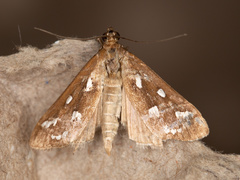 Diastictis sperryorum