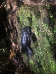 Leptobrachium