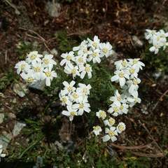 Achillea erba-rotta