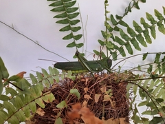 Tropidacris cristata grandis