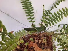 Tropidacris cristata grandis