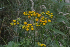 Jacobaea vulgaris dunensis