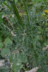 Jacobaea vulgaris dunensis