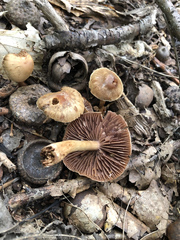 Cortinarius distans