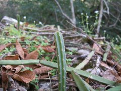Selenicereus spinulosus