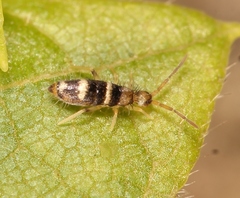 Willowsia platani