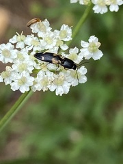 Megapenthes caprella