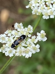 Megapenthes caprella