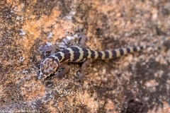 Pachydactylus formosus