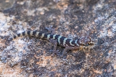 Pachydactylus formosus