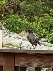 Turdus migratorius