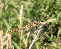 Sympetrum sanguineum