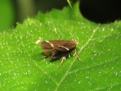 Anacampsis lupinella