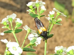 Macrosiagon flavipennis