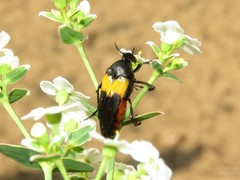 Macrosiagon flavipennis