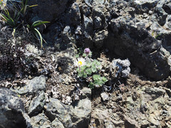 Erigeron salishii