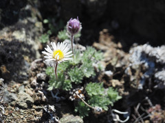 Erigeron salishii