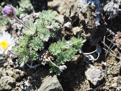Erigeron salishii