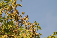 Lybius torquatus torquatus
