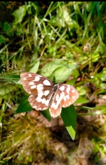 Melanargia galathea