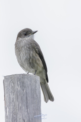 Pyrope pyrope pyrope