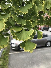 Ginkgoopsida
