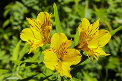 Alstroemeria aurea