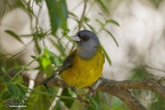 Phrygilus patagonicus