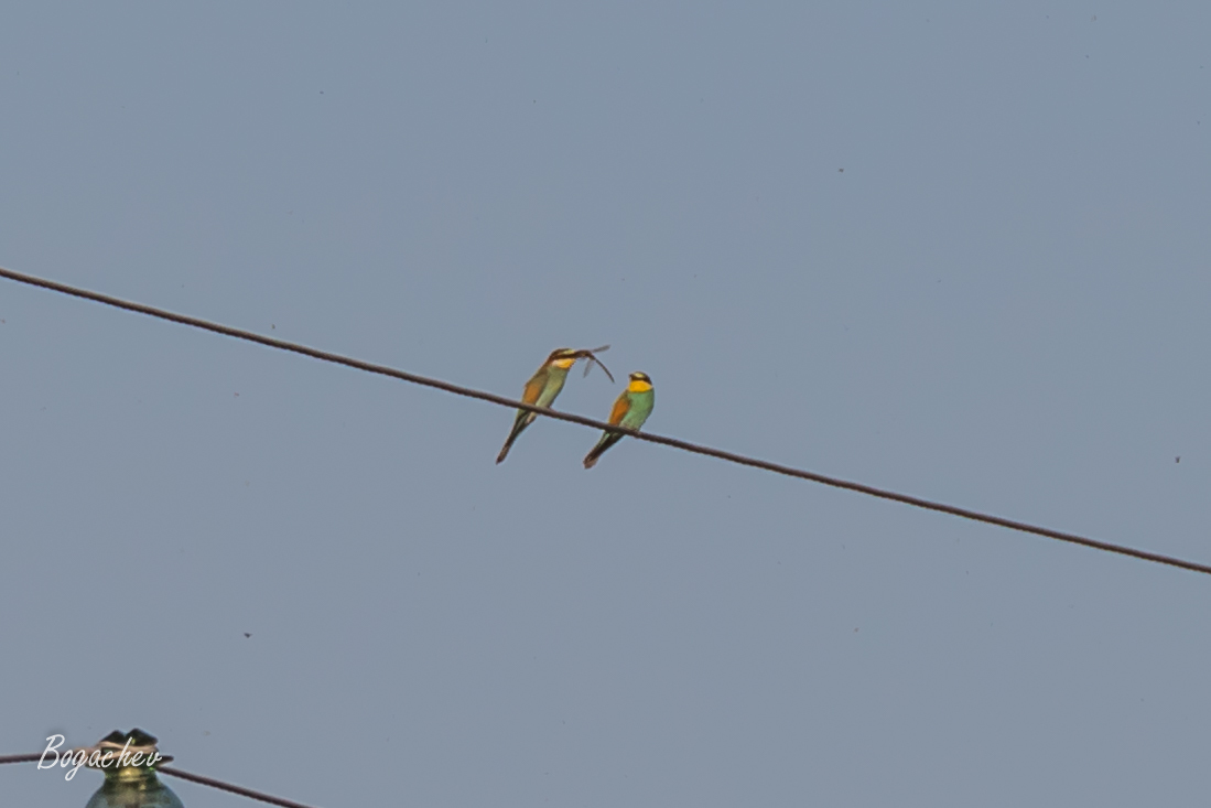 European Bee-eater