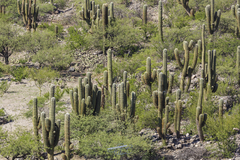 Trichocereus terscheckii