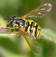 Chrysotoxum pubescens