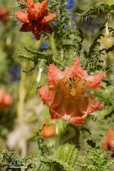 Caiophora chuquitensis