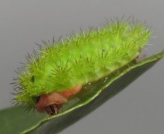 Latoia latistriga