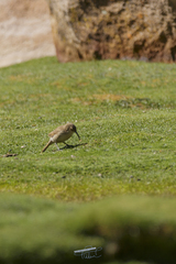 Upucerthia validirostris