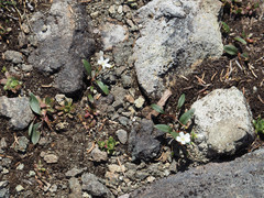 Claytonia multiscapa pacifica