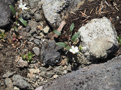 Claytonia multiscapa pacifica