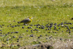 Sicalis uropygialis