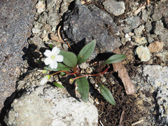 Claytonia multiscapa pacifica