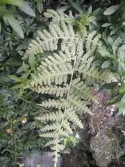 Macrothelypteris