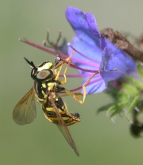 Chrysotoxum pubescens