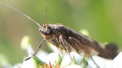 Scythris limbella